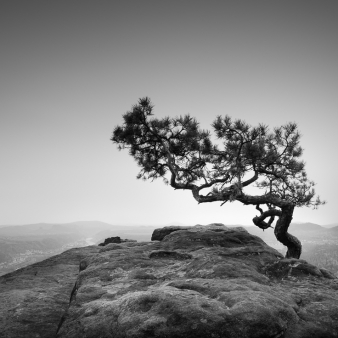 Lonely pine